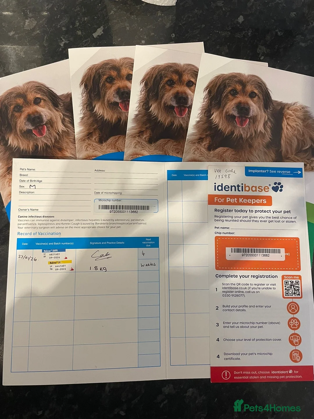 Border Terrier dogs for sale: Border terrier puppies - Advert 11