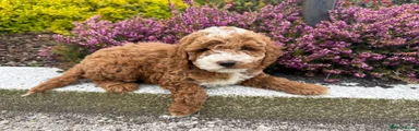 Cavapoo Puppy 1