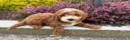 Cavapoo dogs for sale: Cavapoo pupies - Advert 9