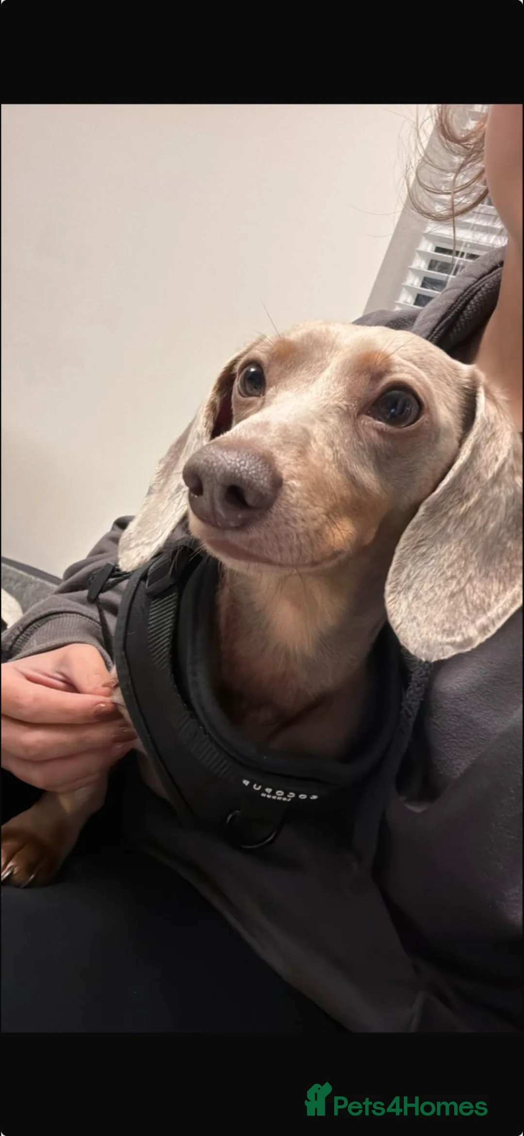 Miniature Dachshund dogs for sale: Isabella and Tan miniature Dachshund  - Advert 1