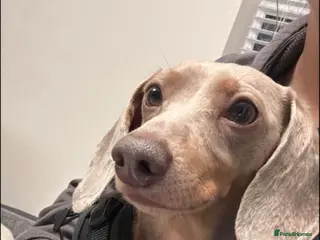 Miniature Dachshund dogs Isabella and Tan miniature Dachshund - Advert 1