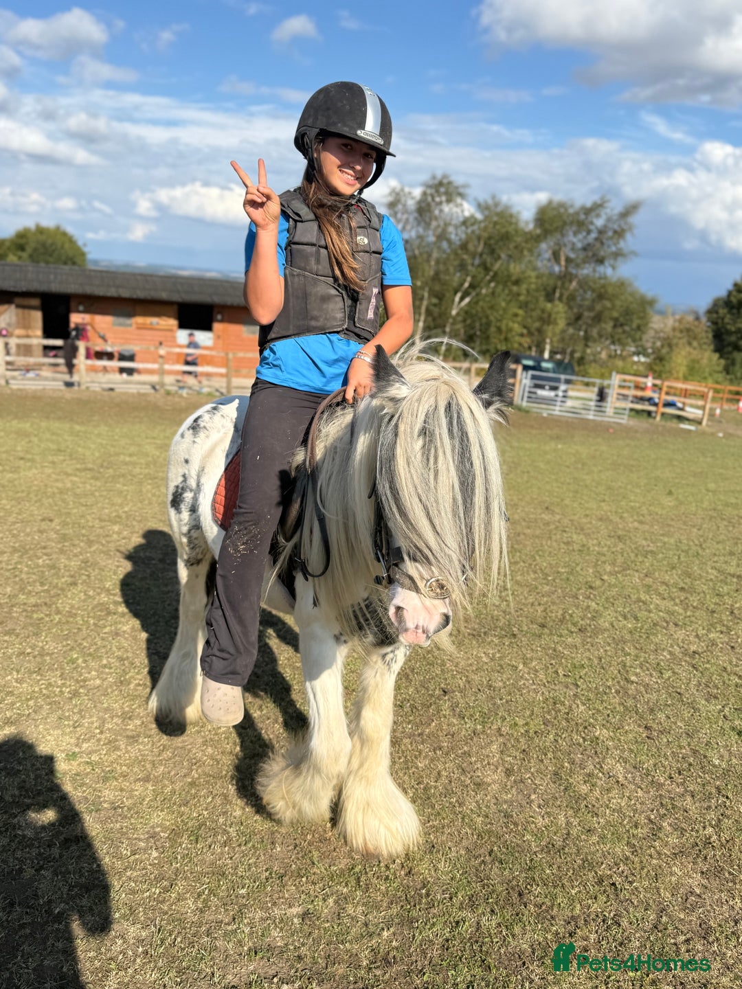 Irish Cob horses for sale: beautiful kids pony project ❤️ - Image 4