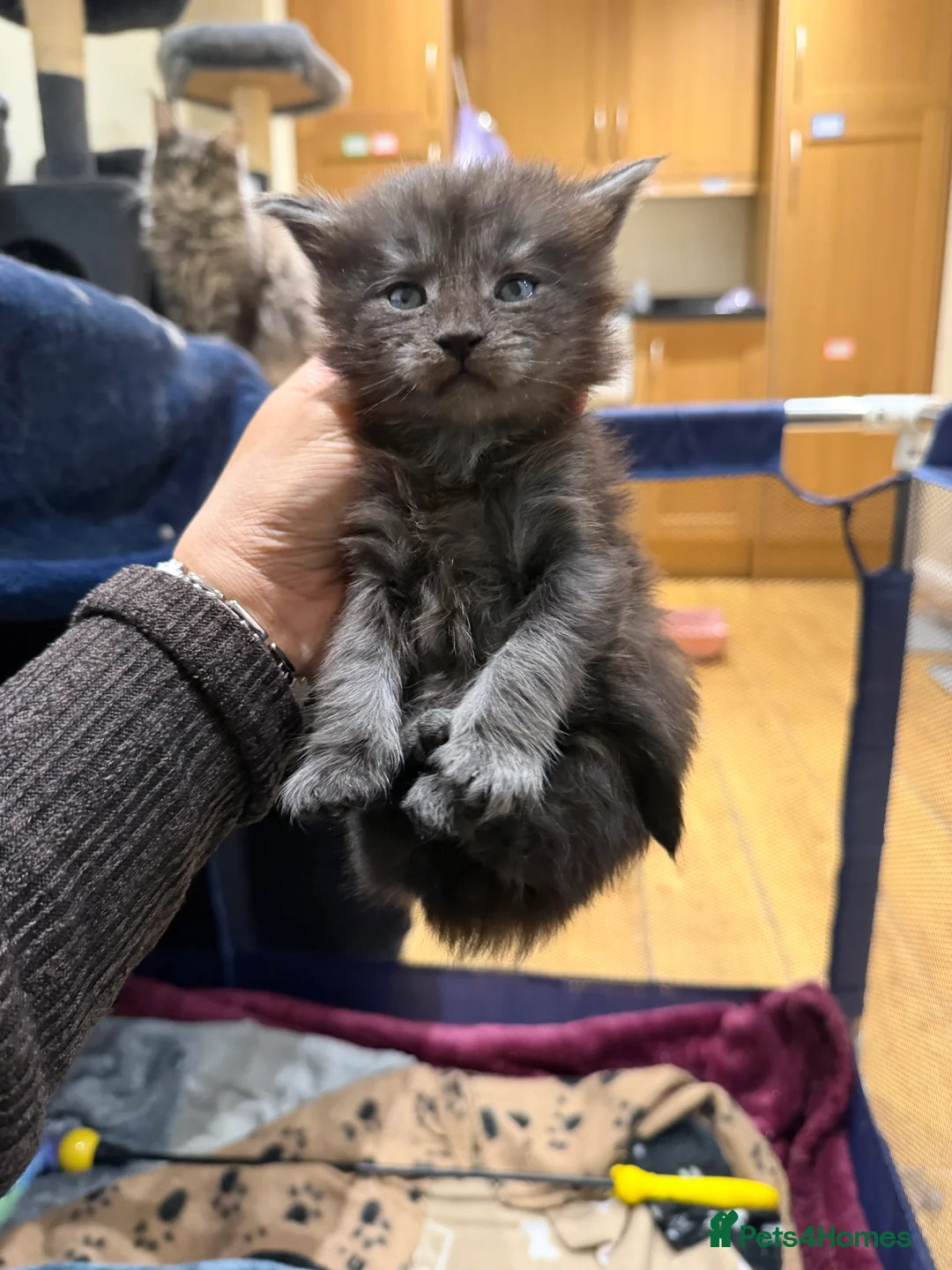 Maine Coon cats for sale: 1 left Purebred Maine Coon Kittens - TICA 🐾 - Advert 15