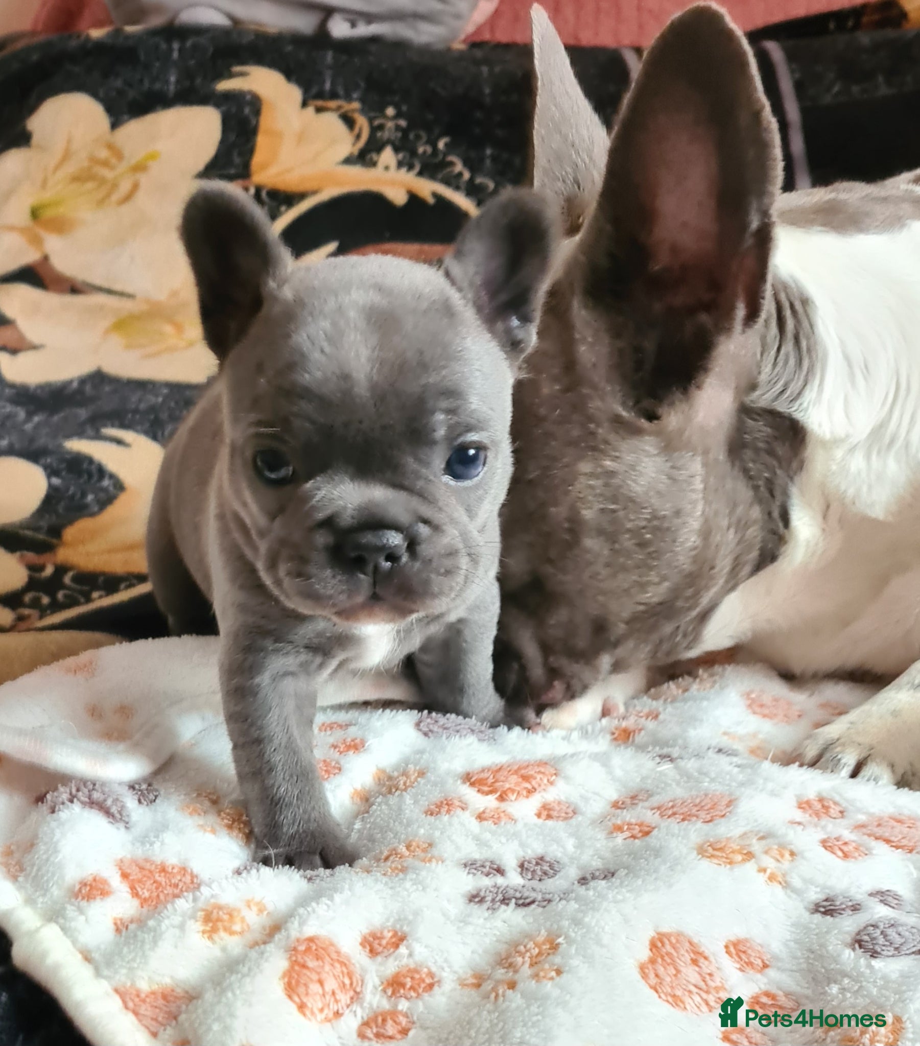 French Bulldog dogs French bulldogs - Advert 5