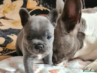 French Bulldog dogs French bulldogs - Advert 5