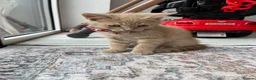 Mixed Breed cats for sale: Kitten  in Hornchurch - Advert 2