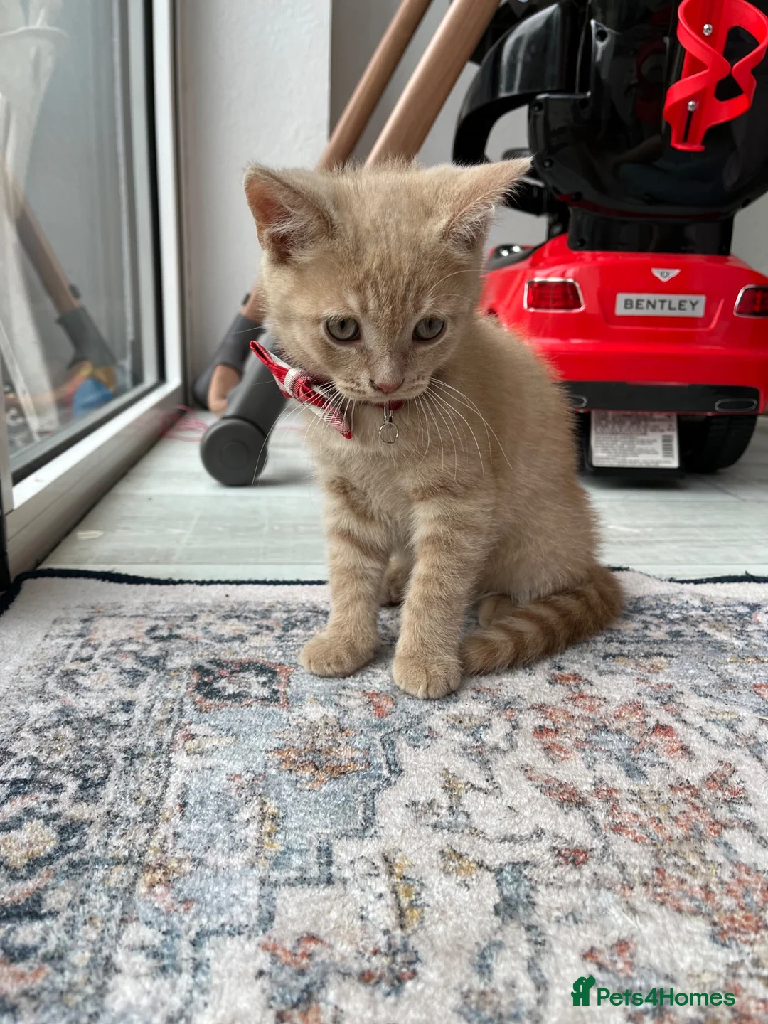 Mixed Breed cats for sale: Kitten  in Hornchurch - Advert 2