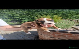 Boxer dogs for sale: Stunning kc registered boxer pups - Image 10
