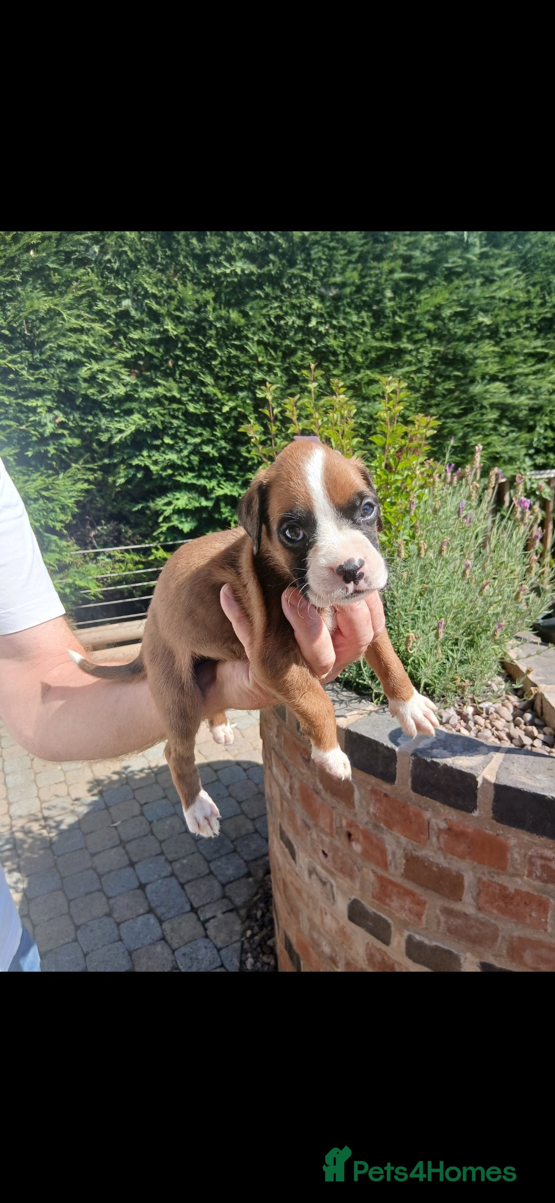 Boxer dogs for sale: Stunning kc registered boxer pups - Image 10