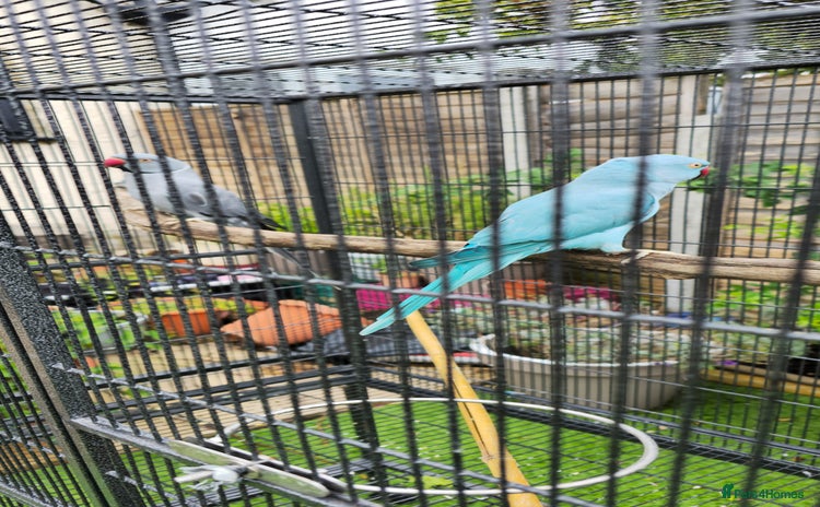 Ringnecks birds in Morden - Advert 11
