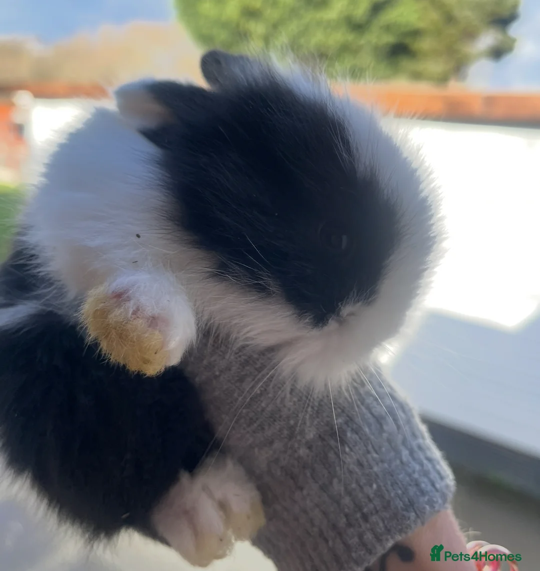 Lionhead rabbits for sale: Beautiful Lionhead babies  - Advert 10