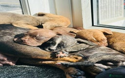 Mixed Breed dogs for sale: Reduce and ready to leave staff x bulldog 3 males - Image 13
