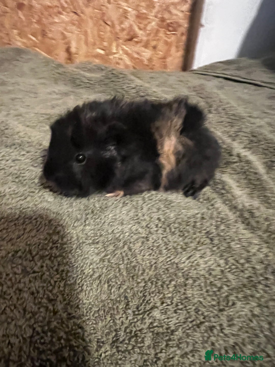 Guinea Pig rodents for sale: Baby guinea pigs  - Advert 8