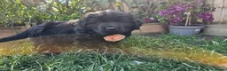 Newfoundland dogs for sale: Beautiful Newfoundland puppies  - Advert 9