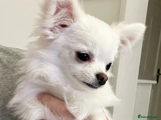 Chihuahua dogs - Advert 4