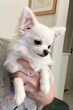 Chihuahua dogs - Advert 1