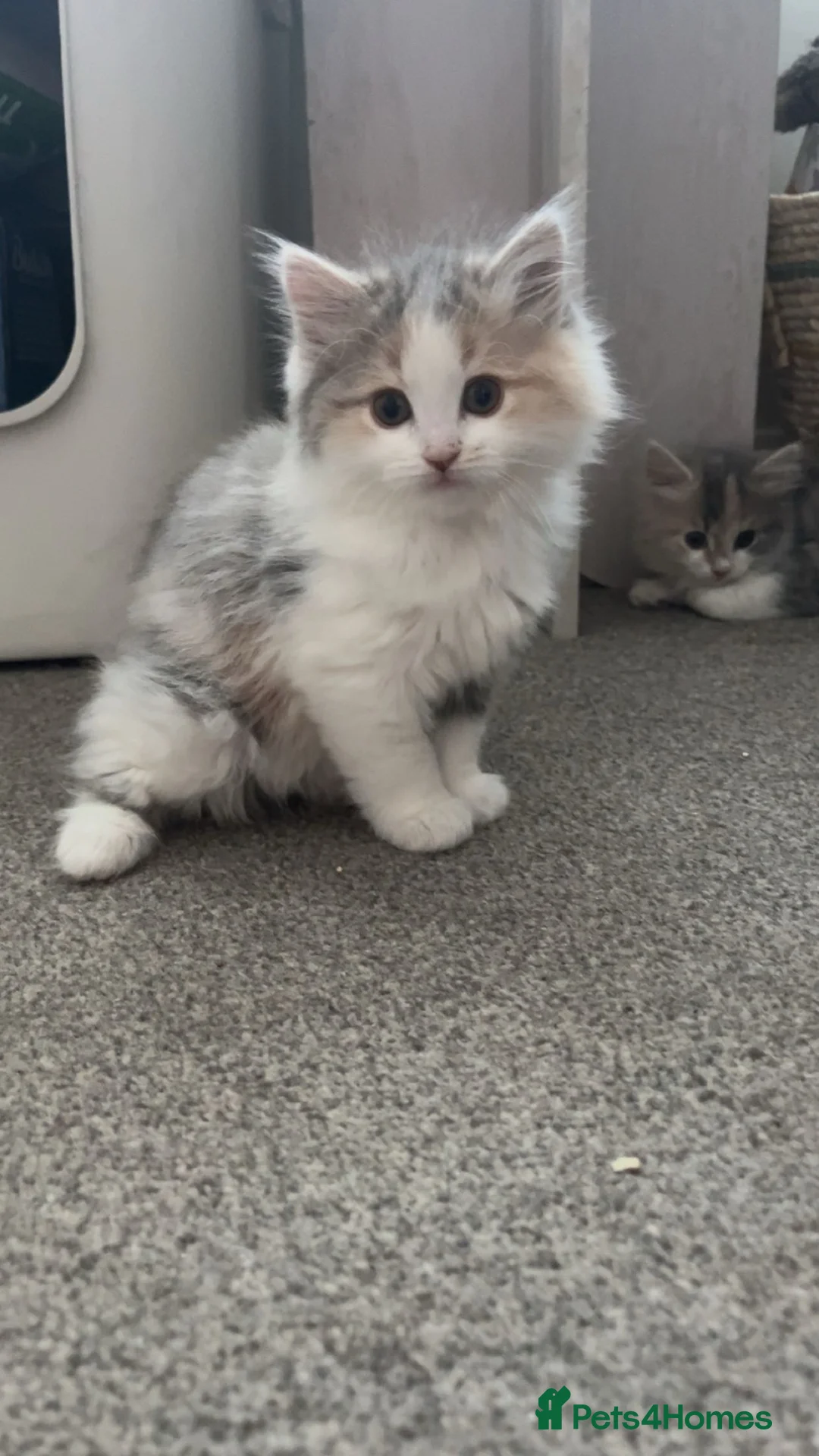Domestic Shorthair cats for sale: gorgeous rare dilute calico girls - Advert 2
