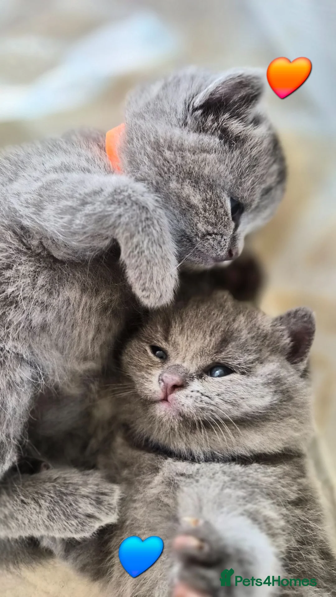 British Shorthair cats for sale: Full Breed British Blue Shorthair Kittens - Advert 25