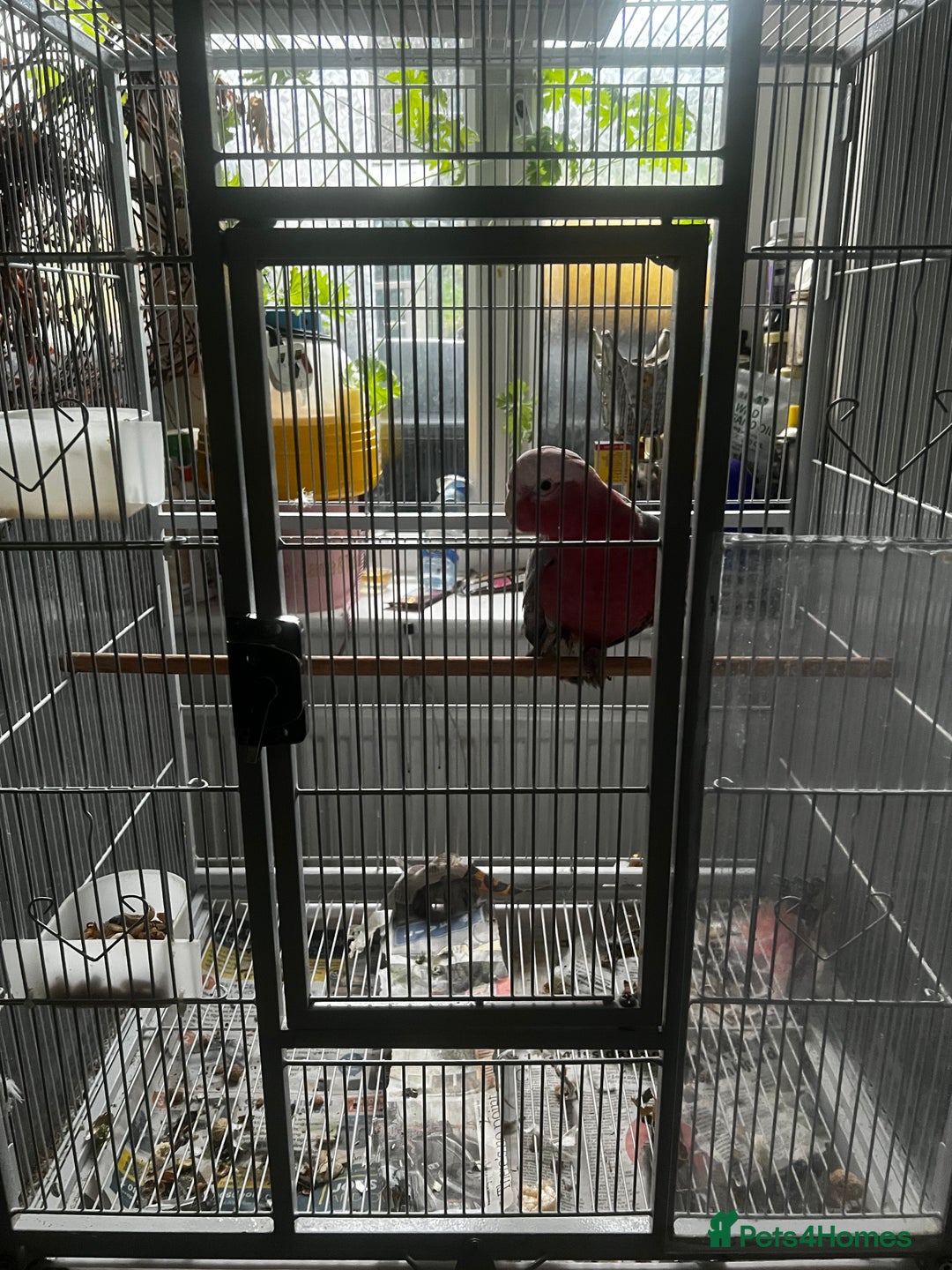 Cockatoo birds for sale: Baby galah cockatoo and cage - Advert 2
