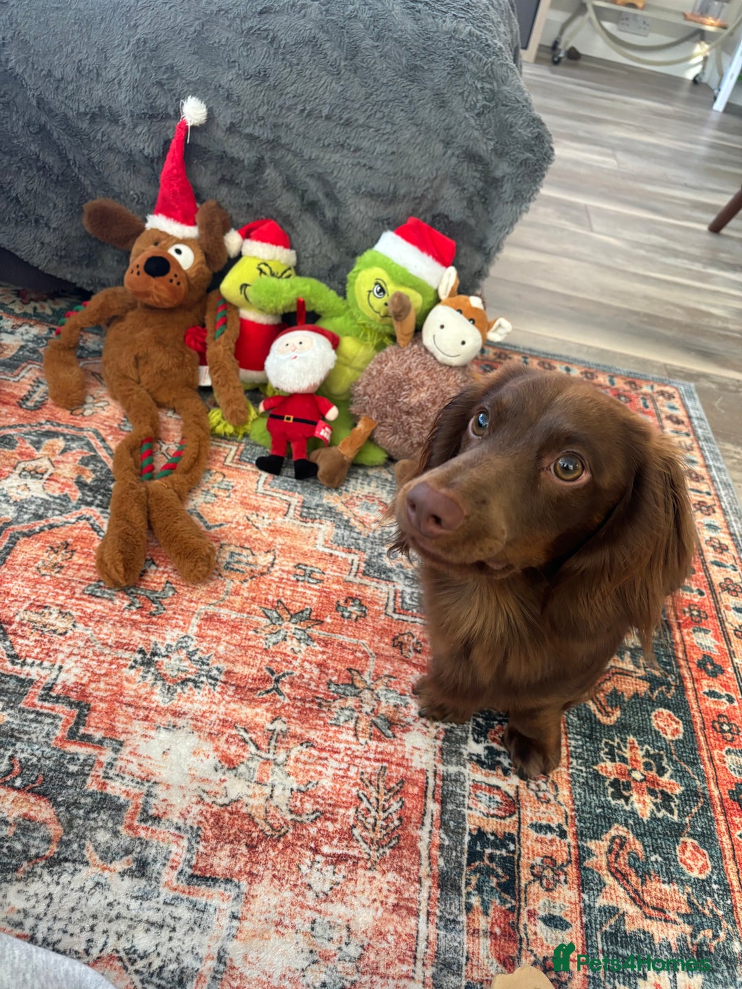 Miniature Dachshund dogs for stud: Long haired miniature dachshund stud - Advert 2