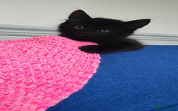 Mixed Breed cats for sale: 2 Adorable boys - Ragdol Mix kittens - Image 20