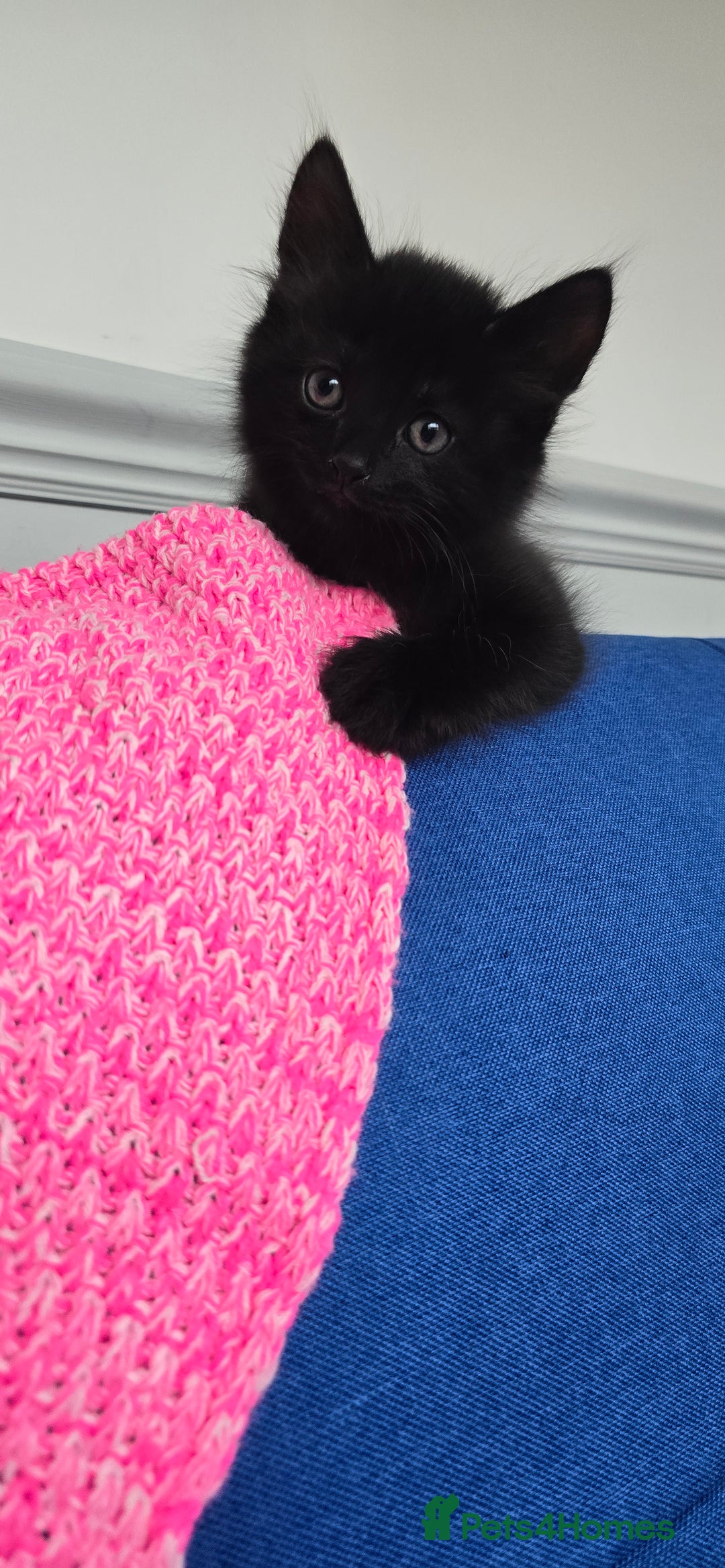 Mixed Breed cats for sale: 2 Adorable boys - Ragdol Mix kittens - Image 20