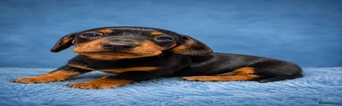 Miniature Dachshund 2