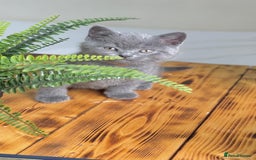 British Shorthair cats for sale: British shorthair kittens  - Image 7