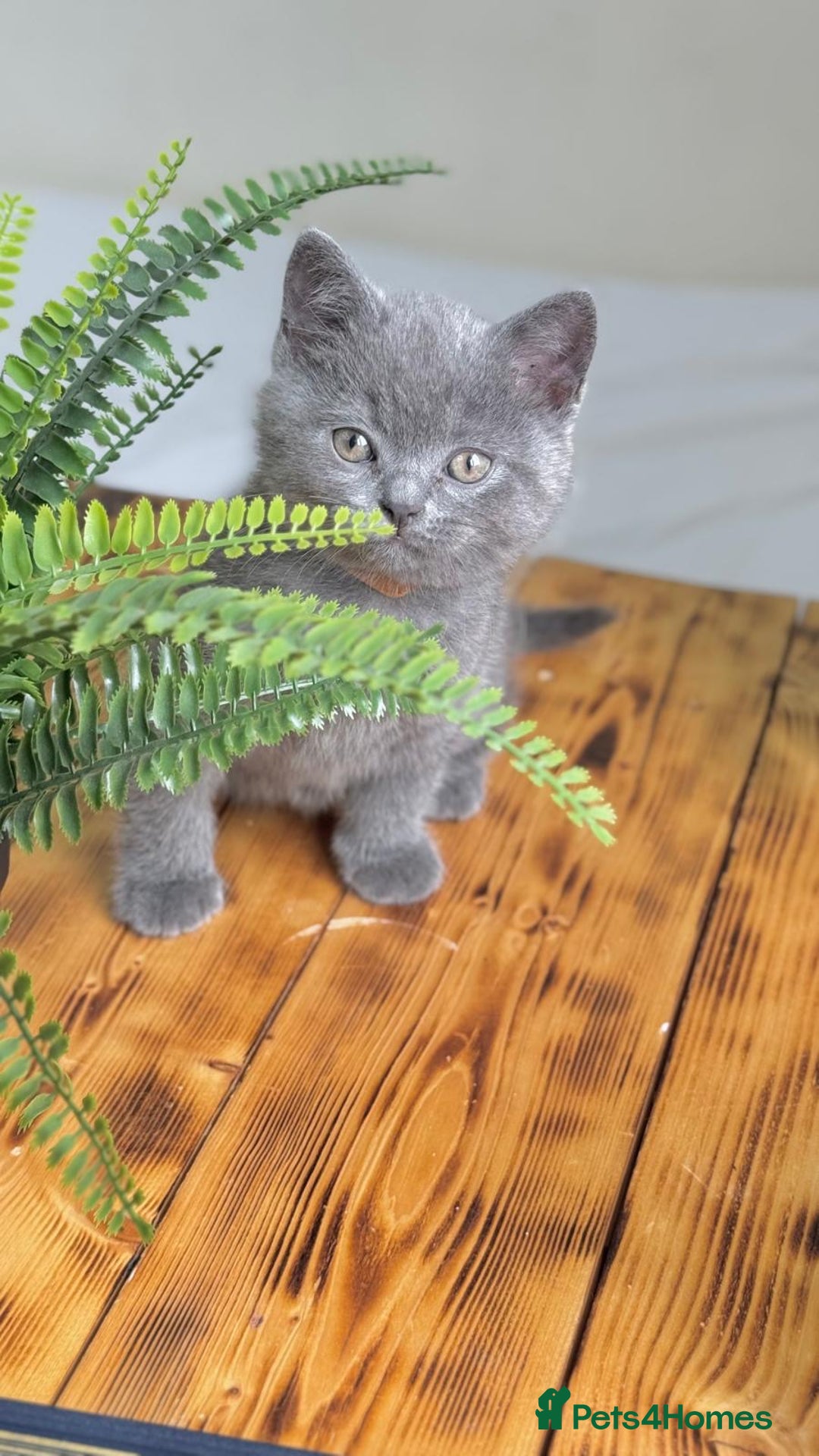 British Shorthair cats for sale: British shorthair kittens  - Image 7