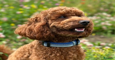 Miniature Poodle dogs Stunning Deep Red & Apricot Mini Poodle Puppies - Advert 16