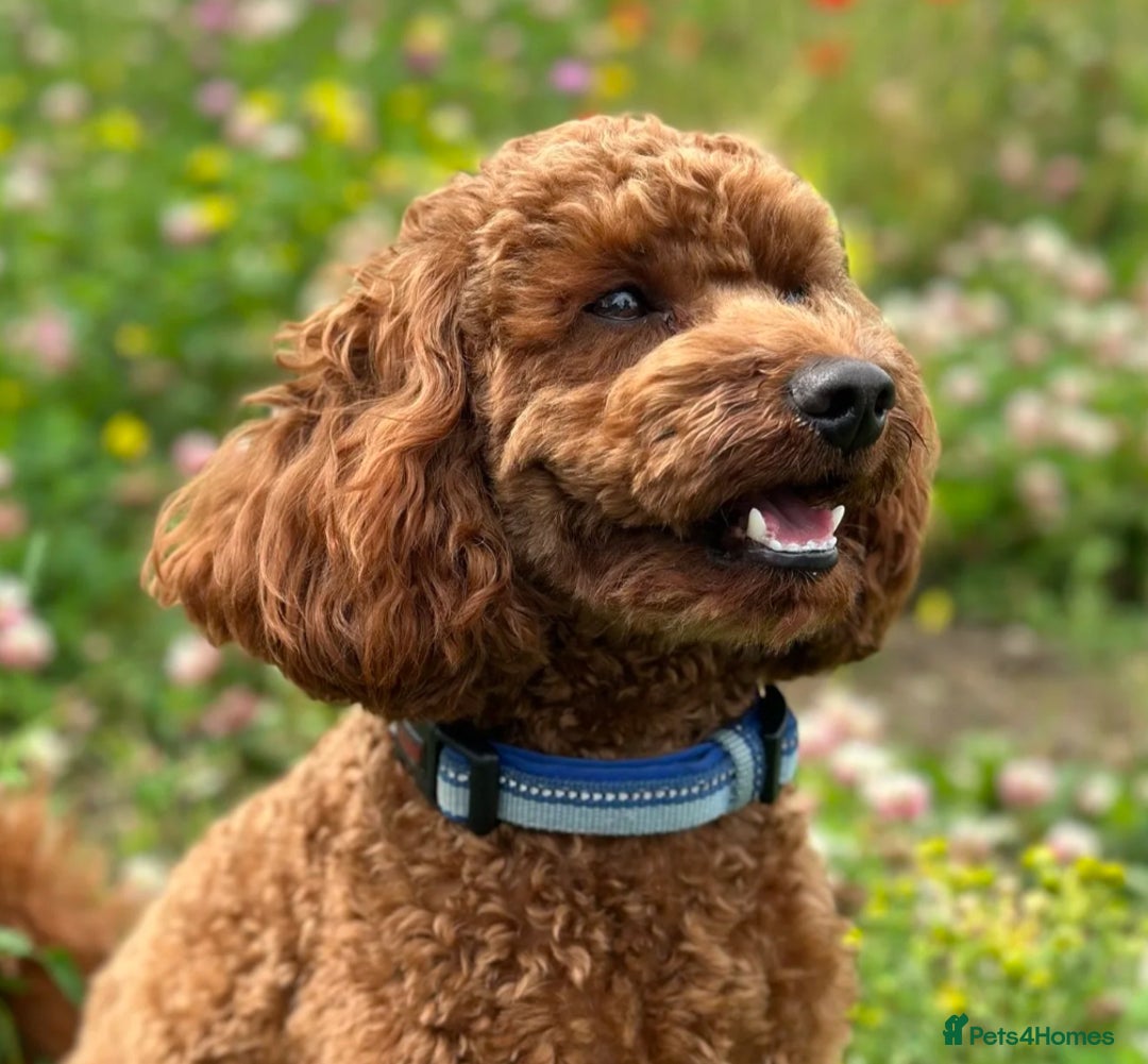 Miniature Poodle dogs for sale: Stunning Apricot and Red Miniature Poodle Puppies - Image 10