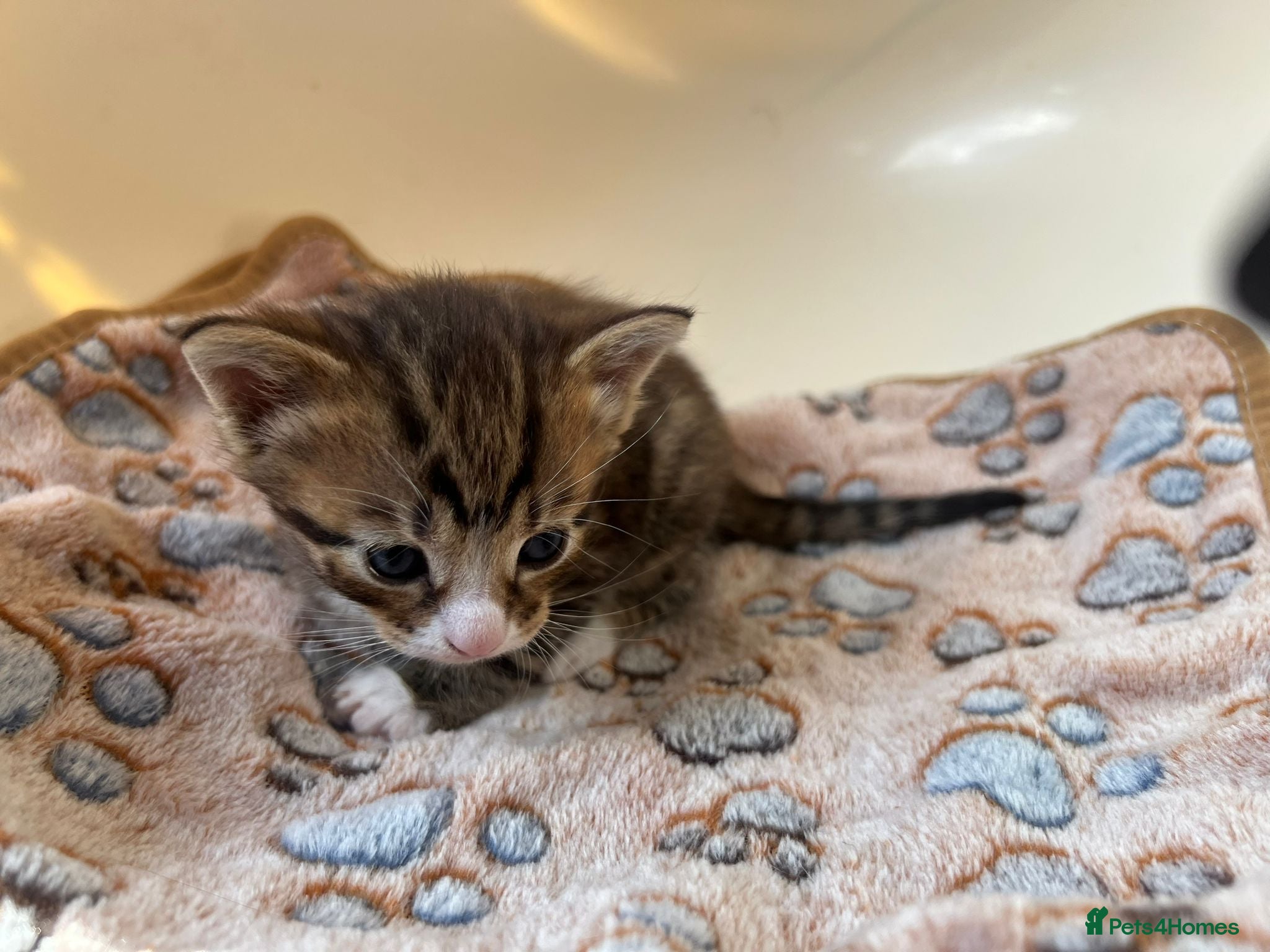 Mixed Breed cats 3x gorgeous rescue kittens need new home(s) - Advert 6