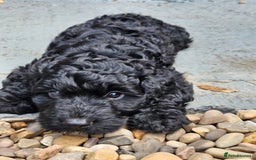 Cockapoo dogs for sale: Cockapoo boys  - Image 19