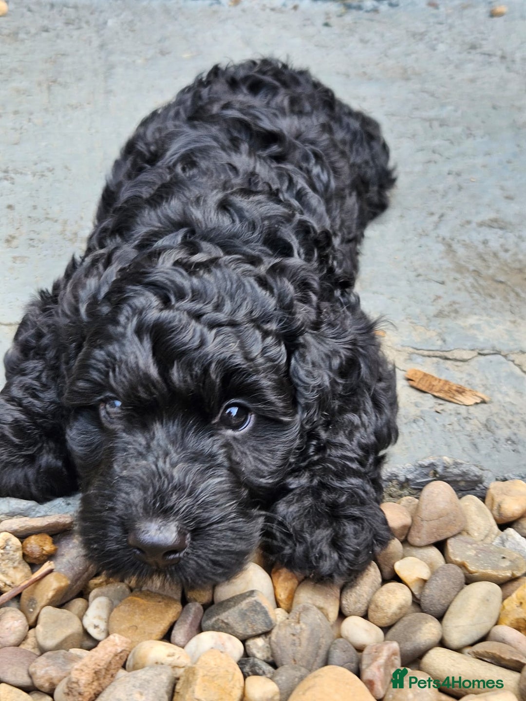 Cockapoo dogs for sale: Cockapoo boys  - Image 19
