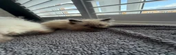 Ragdoll cats for sale: Beautiful ragdoll kittens Parents DNA tested & -ve - Advert 13