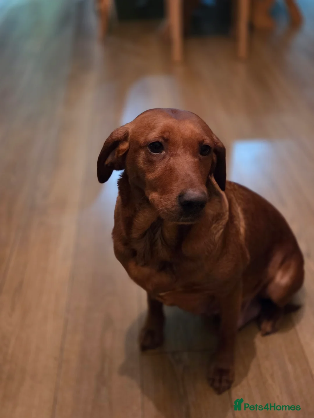 Labrador Retriever dogs for sale: Propa Fox Red lab Pups available  - Advert 4