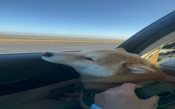 Japanese Shiba Inu dogs for stud: 18 months old Japanese Shiba Inu Stud Available - Image 11