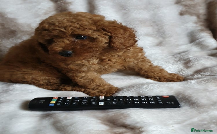 Toy Poodle dogs - Advert 3