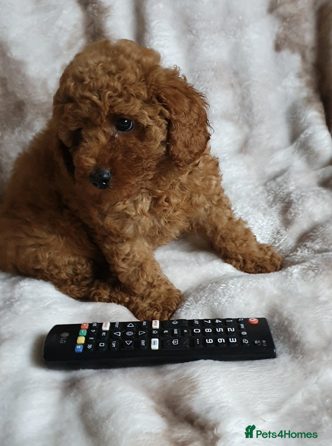 Toy Poodle dogs for sale: KC red Toy Poodle, DNA tested, champion bloodline - Image 1