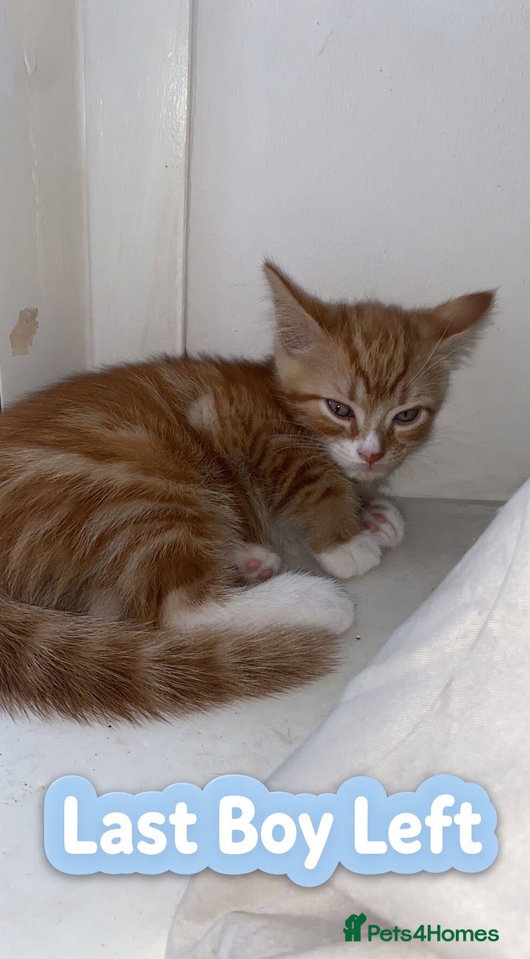 Mixed Breed cats 5 Beautiful Fluffy Kittens!! - Advert 9