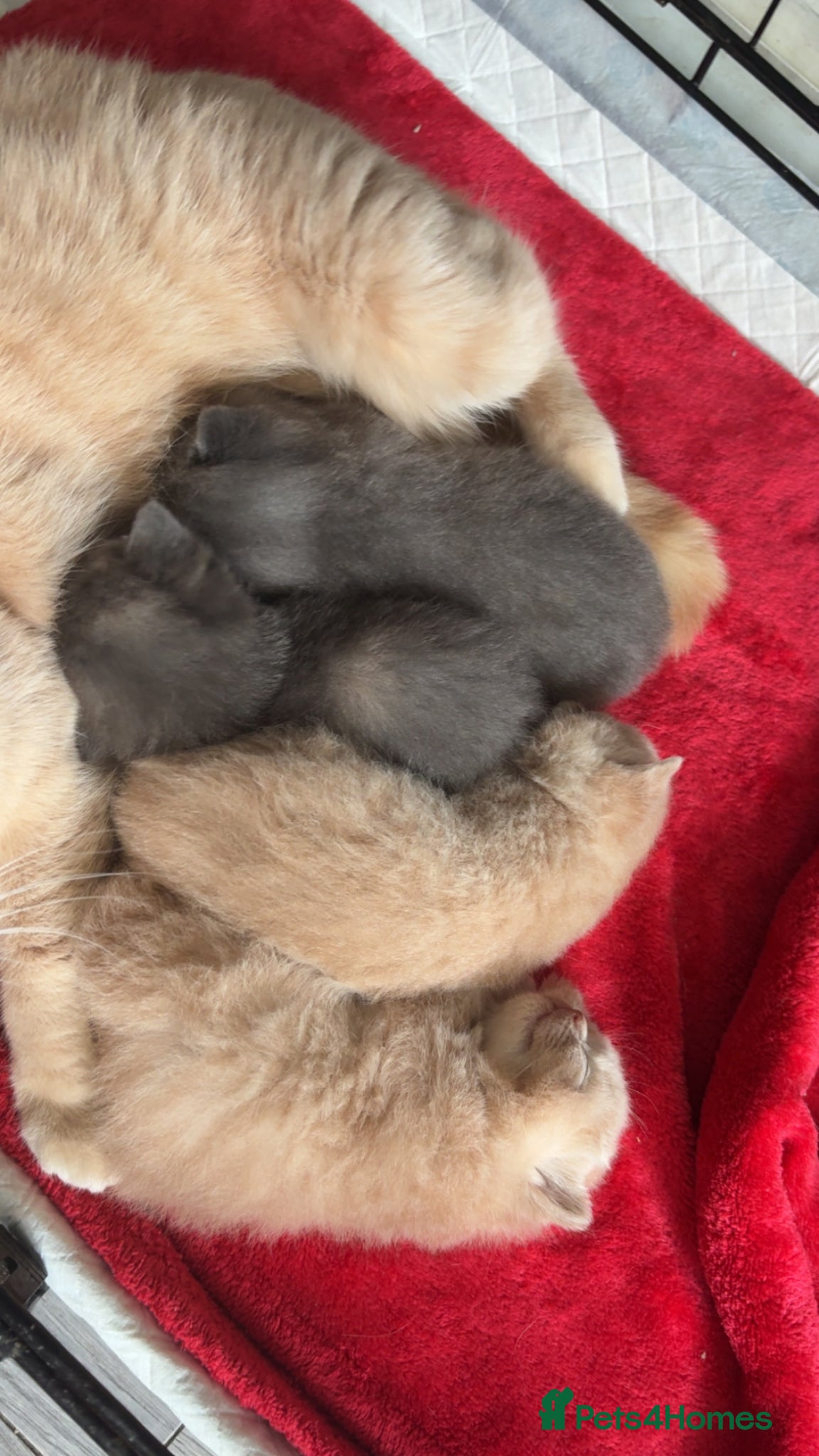 British Shorthair cats British shorthair  - Advert 7