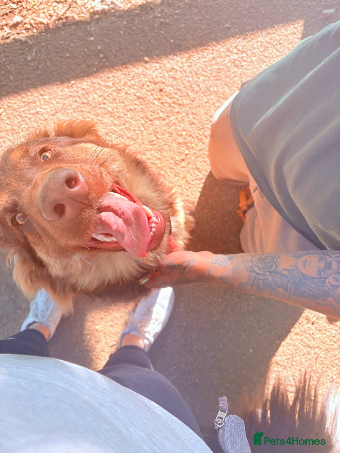 German Shepherd dogs for sale: German shepherd  - Advert 7