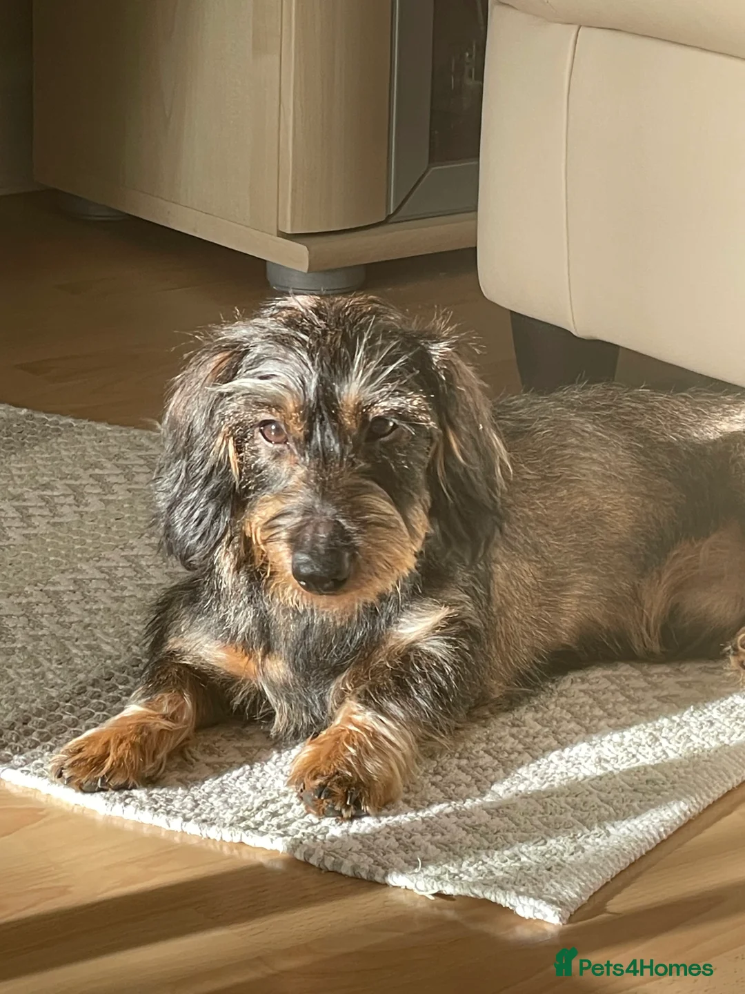 Dachshund dogs for stud: WITEHAIRED TECKEL DACHSHUND available for stud  - Advert 6