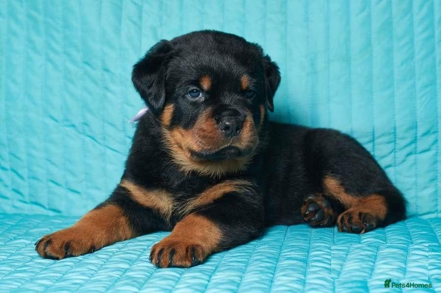 Rottweiler dogs 🌀🌀available sweet pups🌀Get yours now🌀 - Advert 1