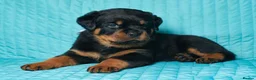 Rottweiler dogs for sale: 🌀🌀available sweet pups🌀Get yours now🌀 - Advert 1