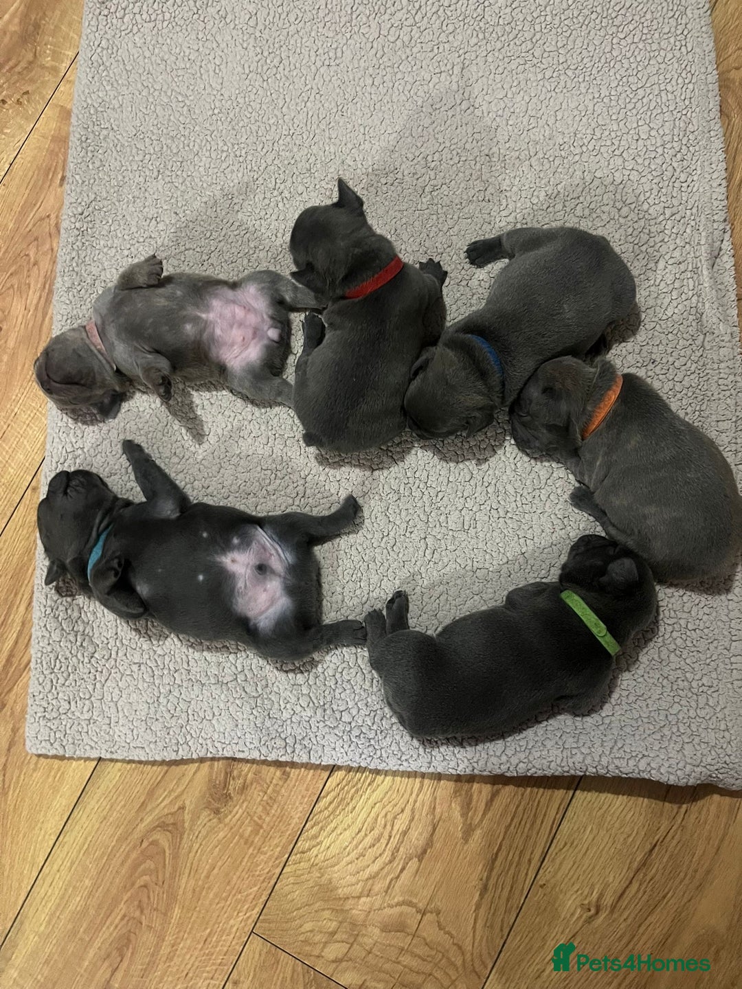 French Bulldog dogs for sale: Top quality French bulldog pups - Advert 2