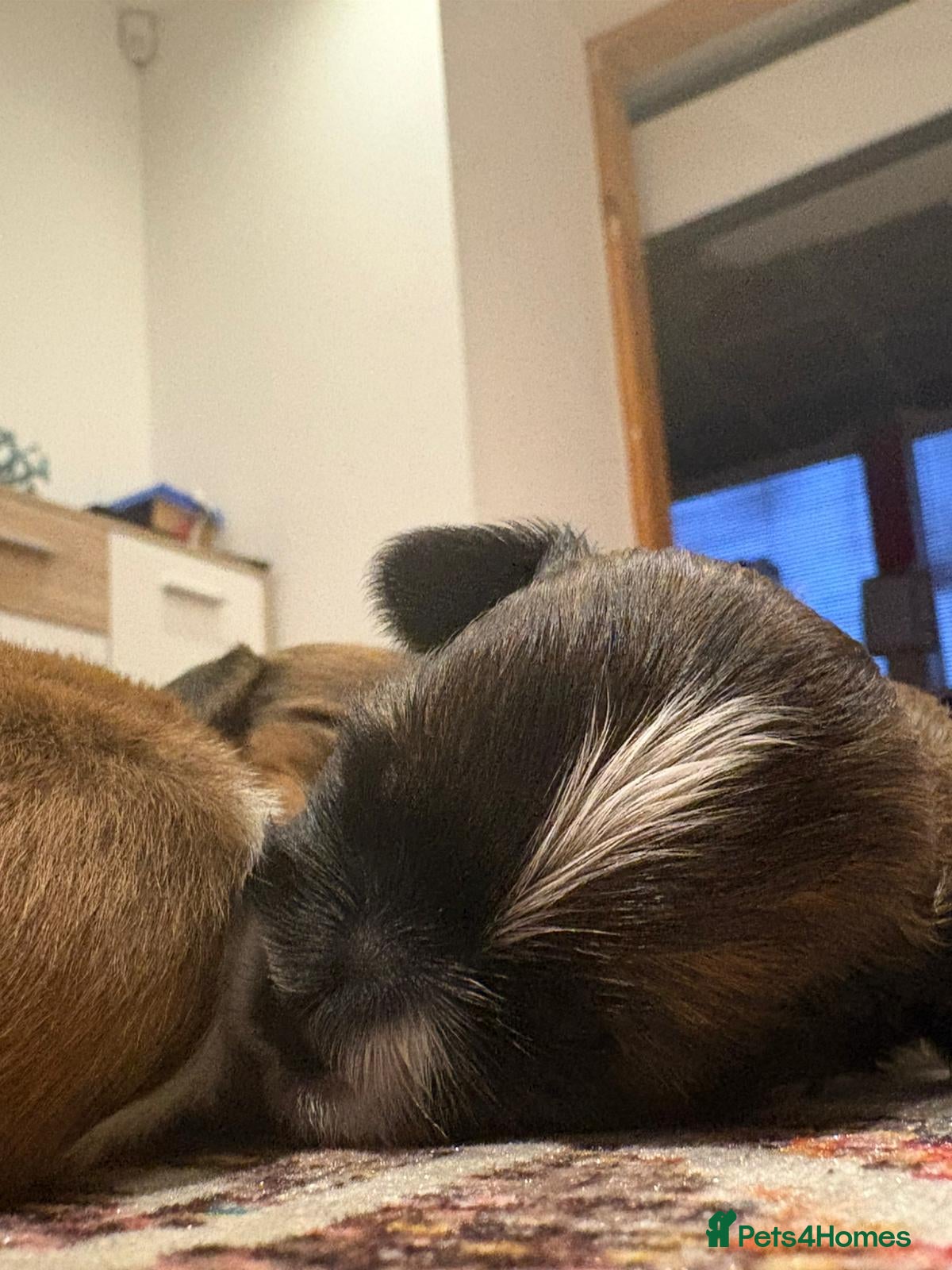 Shih Tzu dogs for sale: Shih Tzu Puppies From Small Imperial-Type Mum - Advert 24