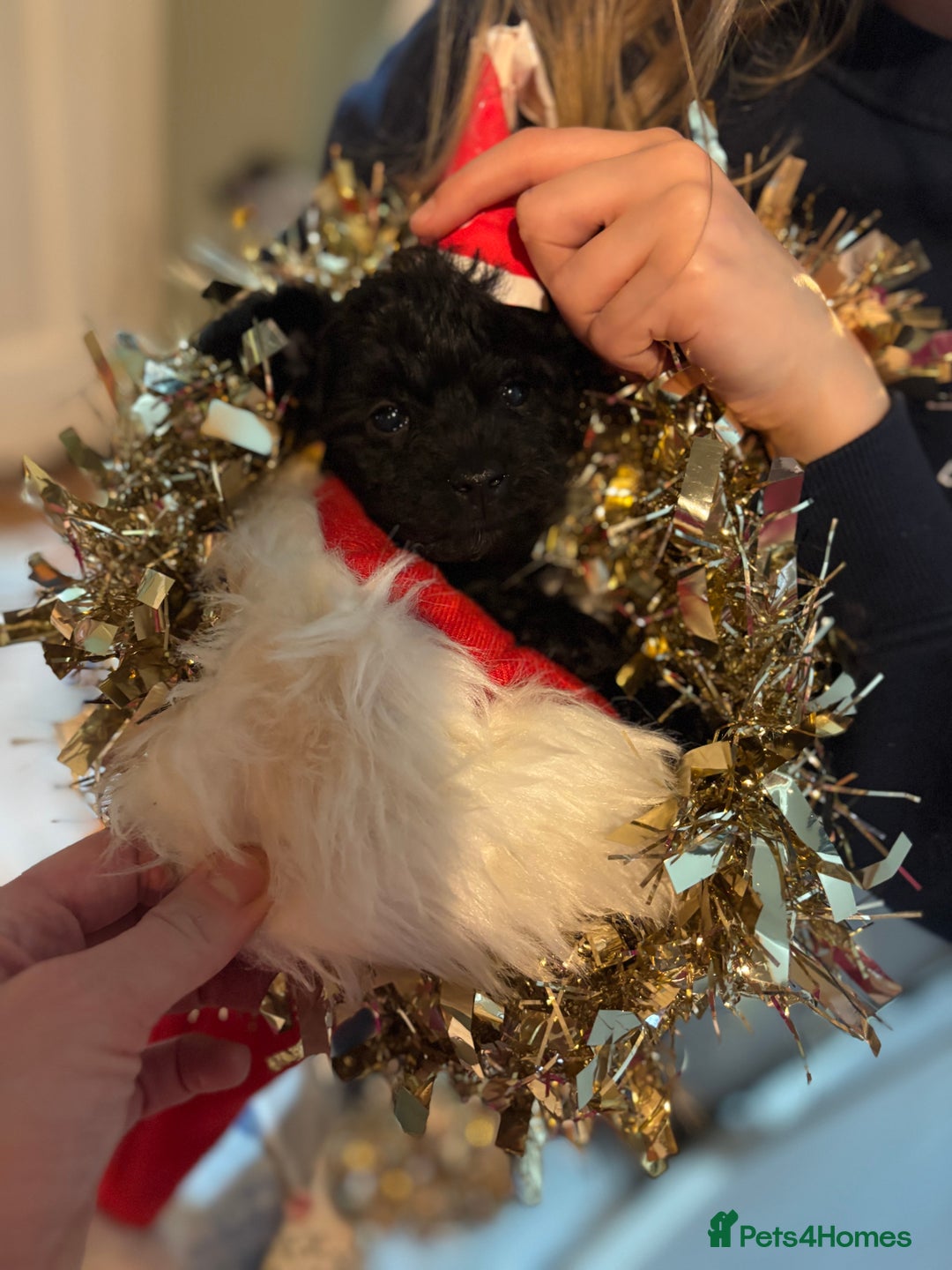 Schnoodle dogs for sale: Exceptional Miniature Schnoodle Puppies - Advert 15