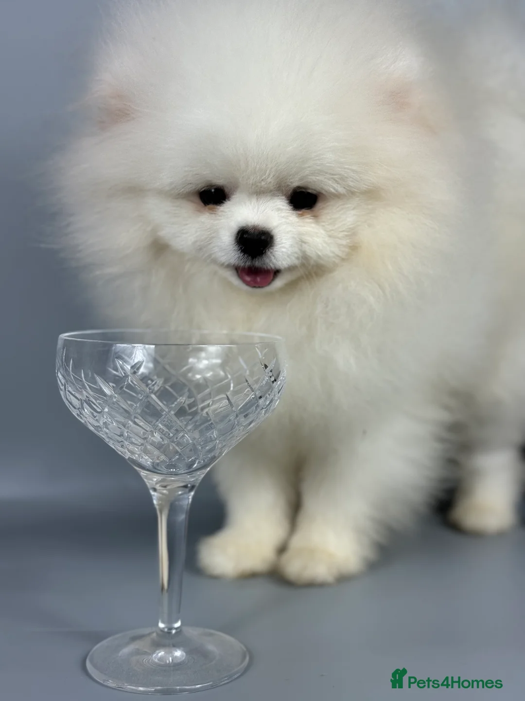 Pomeranian dogs for stud: KC well proven 1,9kg  stud in Surrey !  in Camberley - Advert 6