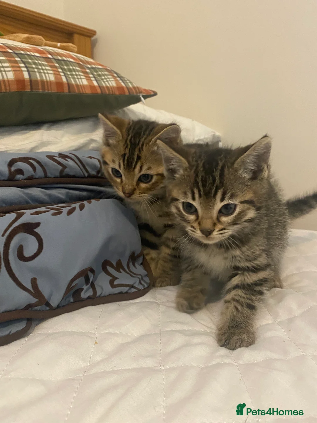 Mixed Breed cats for sale: Ragdol x bengal 2 left  - Advert 9